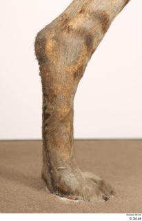 Striped Hyena Hyaena hyaena leg 0086.jpg